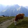 na nich alpejskie krowy, nie fioletowe..., toja1358