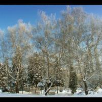 Zima w parku Sieleckim, Vincci