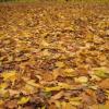 barwy jesieni :-), Danuta