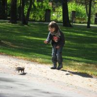 Dużo radości spacerowiczom, szczególnie dzieciom, dostarczają czarne wiewiórki. , Danuta