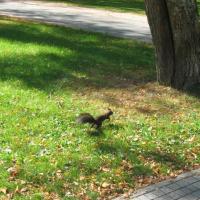 Na parkowych alejkach ˌˌbuszująˈˈ oswojone wiewiórki., Danuta