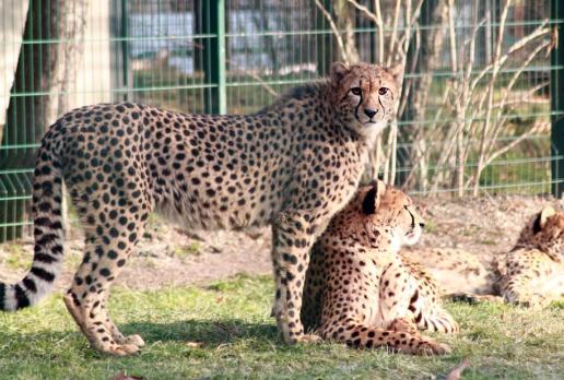 Gepardy w śląskim zoo