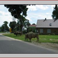 , Jerzy Jan