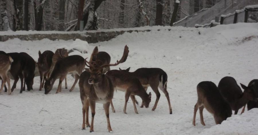 Zimowy - Leśny Park Niespodzianek w Ustroniu - zdjęcie