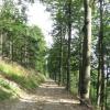 niebieskim szlakiem który prowadzi drogą gruntową przez las, Danuta