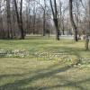 wiosenny park Chopina w Gliwicach, Danuta