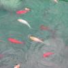 Miłe miejsce wśród oczek wodnych z kolorowymi rybami , Danuta
