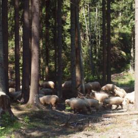 Owce w lesie, Tadeusz Walkowicz