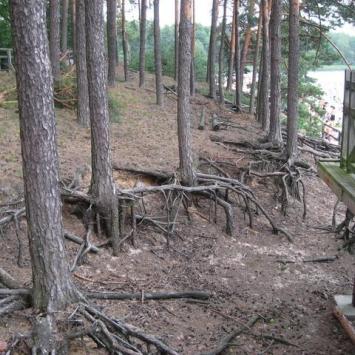 Bardzo smutno wyglądają korzenie drzew wysoko uniesione ponad wydmą, Danuta