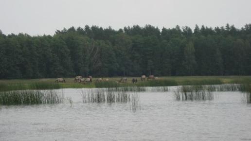 Malowniczo położone w płaskiej, rozległej dolinie Świerszcza, wśród lasów, Danuta