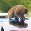 Małpki demontujące samochody, głównie renault, jedna z głównych atrakcji na safari