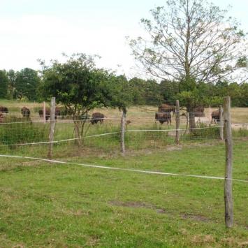 Bizon safari w Kurozwękach