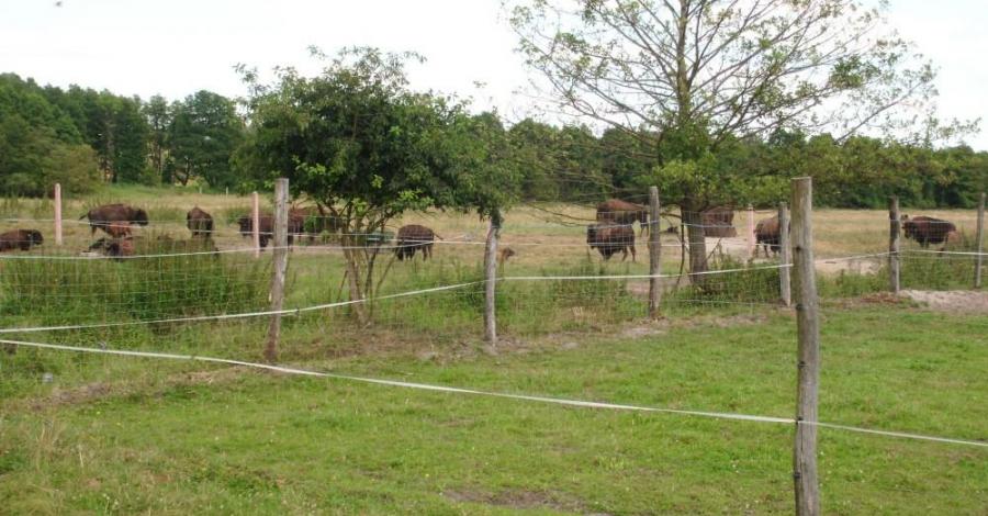 Bizon safari w Kurozwękach - zdjęcie