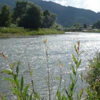 leniwy Poprad, violus