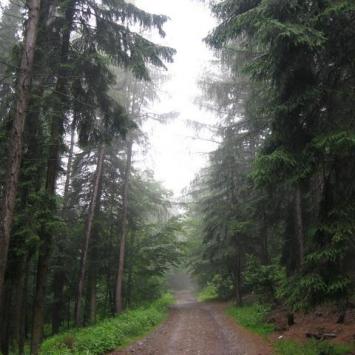 Droga na szczyt prowadzi głównie w lesie , Danuta
