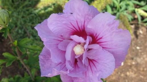 hibiskus, Danuta