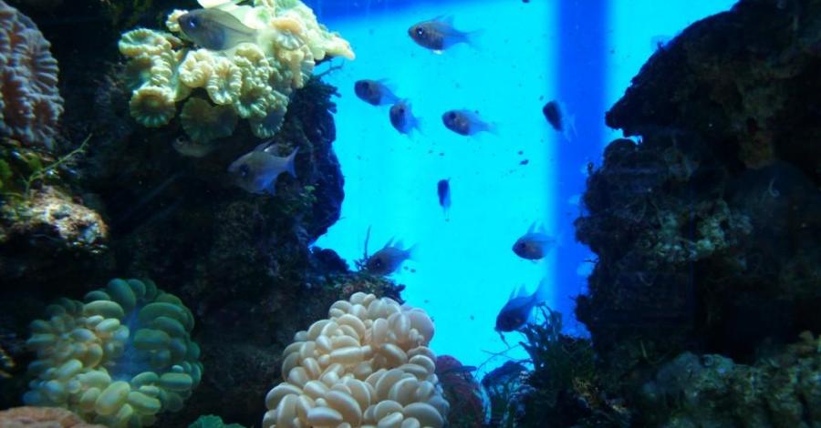 Tajemnice podwodnego świata – Oceanarium w Gdyni - zdjęcie