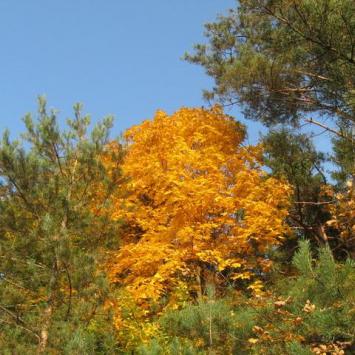kolory jesieni na Jurze..., Danuta