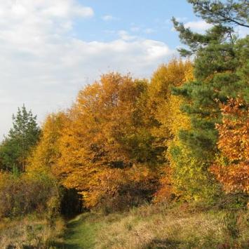 Lasy w jesiennych kolorach przedstawiają się bajkowo, Danuta