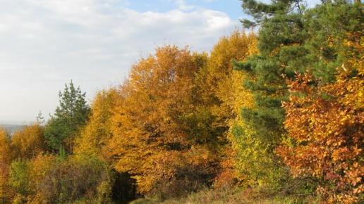 Lasy w jesiennych kolorach przedstawiają się bajkowo, Danuta
