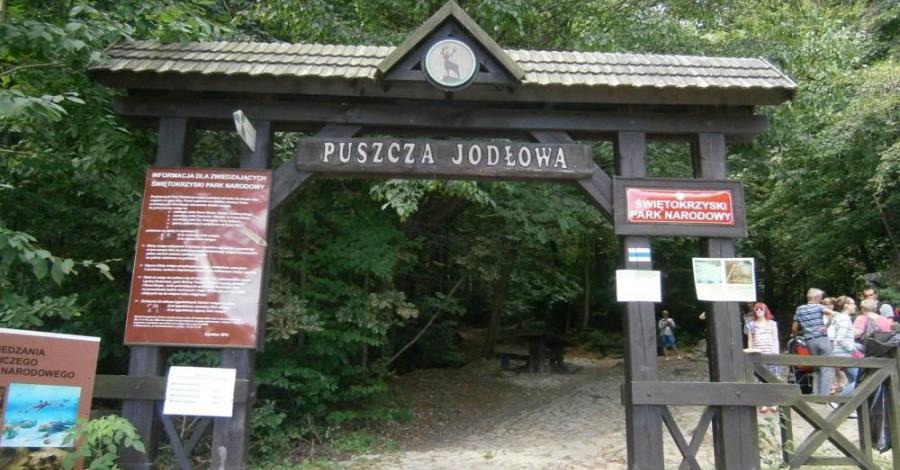 Puszcza Jodłowa w Górach Świętokrzyskich - zdjęcie