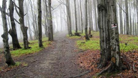 Beskid Węgierski w Beskidzie Śląskim - zdjęcie