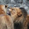 lew i lwica w chorzowskim zoo