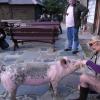Cichowo skansen filmowy , Barsolis Karol Turysta Kulturowy