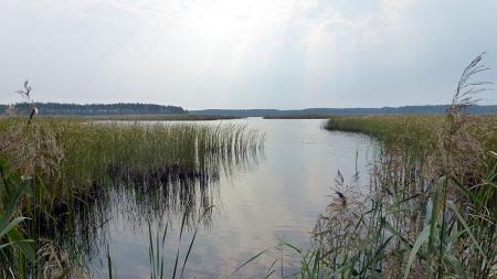 Lasy Janowskie w Janowie Lubelskim - zdjęcie