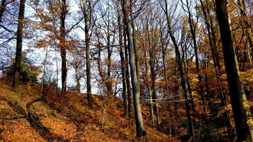 Książański Park Krajobrazowy, MelanosChole