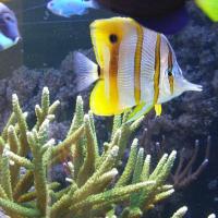 W Oceanarium, Marcin_Henioo