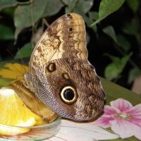 Piękny motyl, Marcin_Henioo
