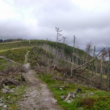 Magurka Wiślańska, DoRi