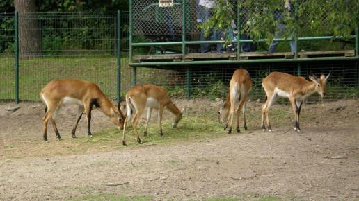 Sitatunga, Marcin_Henioo