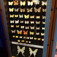W muzeum motyli, Marcin_Henioo