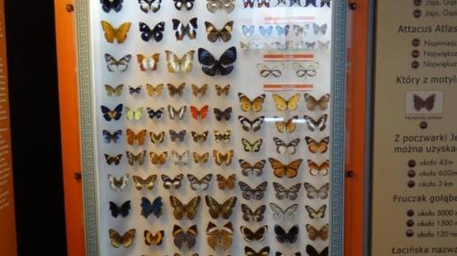 W muzeum motyli, Marcin_Henioo