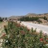 główna droga Hierapolis, Danusia