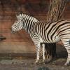 zebra jak malowana