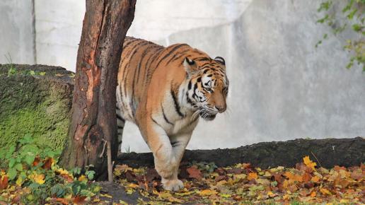 Zoo w Łodzi - Tygrys