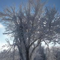 drzewo w zimowej odsłonie, violus