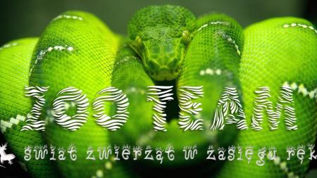Wystawa zwierząt egzotycznych Zoo Team we Wrocławiu - zdjęcie