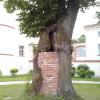 ciekawy sposób wzmocnienia drzewa?!, mokunka