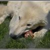 Biały wilk polarny, Marcin_Henioo