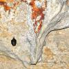 Jaskinia Wierzchowska Górna - nietoperz podkowiec mały