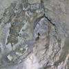 Jaskinia Wierzchowska Górna - pająk meta menradi - sieciarz jaskiniowy