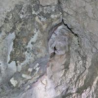 Jaskinia Wierzchowska Górna - pająk meta menradi - sieciarz jaskiniowy