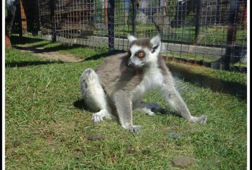 Lemur z ZOO Safari, Marcin_Henioo