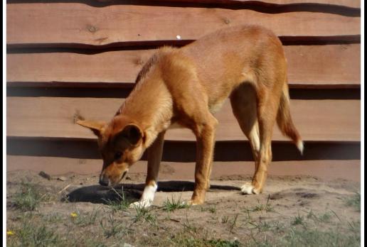 Pies Dingo z ZOO Safari, Marcin_Henioo
