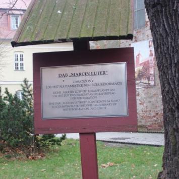 Dąb Marcin Luter w Darłowie