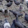 Cieszyńskie gołębie na rynku w Cieszynie, szylana